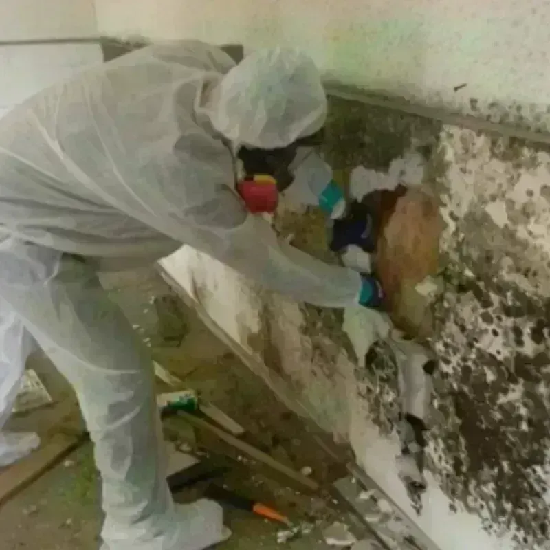 Mold Remediation and Removal in Nash, TX